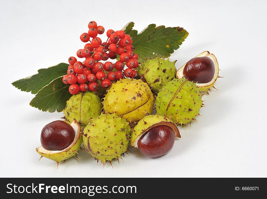 Autumn rowan tree leaves and chestnuts - isolated. Autumn rowan tree leaves and chestnuts - isolated