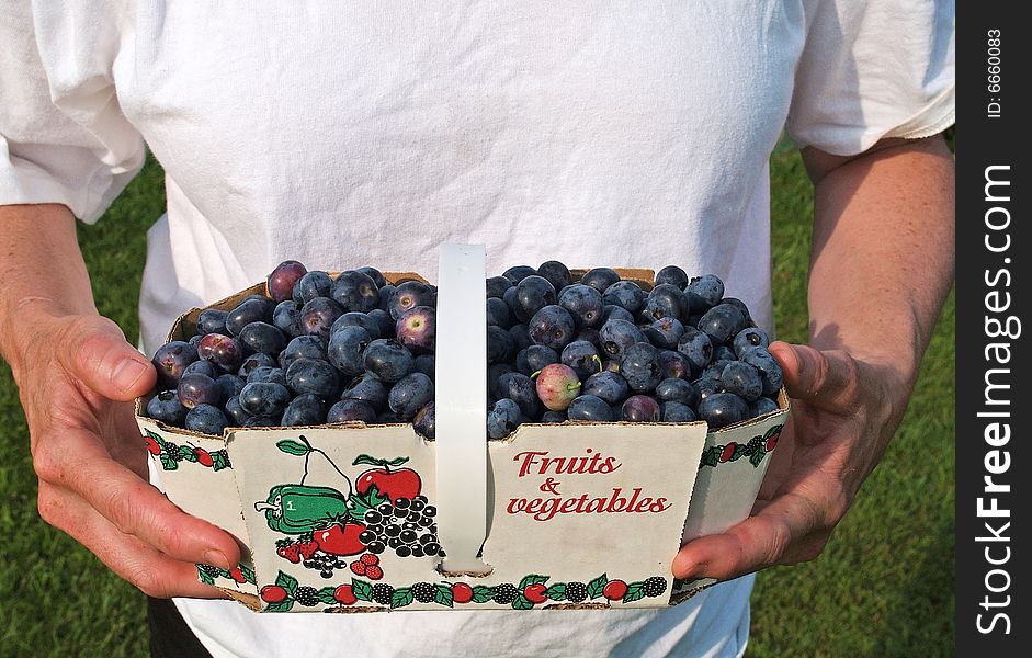 Freshly picked blueberries in a carton