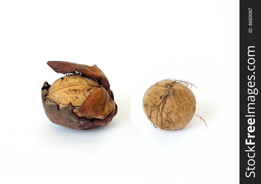 Fresh walnut isolated on a white background. Fresh walnut isolated on a white background