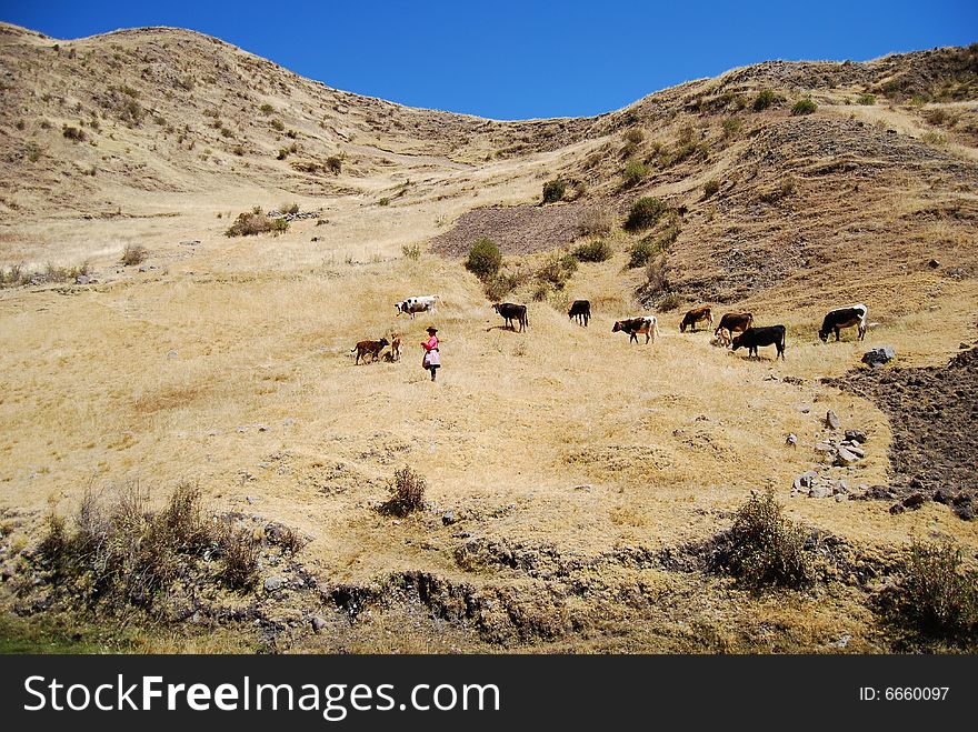 A Peruvian woman leading a herd of cows. A Peruvian woman leading a herd of cows
