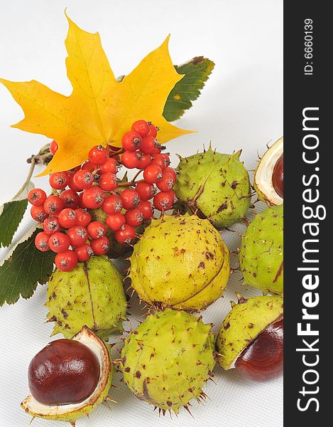 Autumn rowan tree leaves and chestnuts - isolated. Autumn rowan tree leaves and chestnuts - isolated