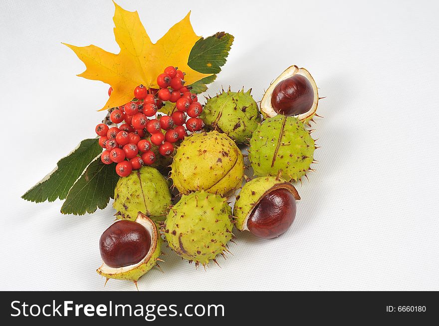 Autumn rowan tree leaves and chestnuts - isolated. Autumn rowan tree leaves and chestnuts - isolated