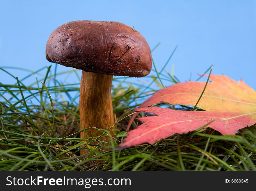 Beautiful mushroom in a grass on a background blue sky