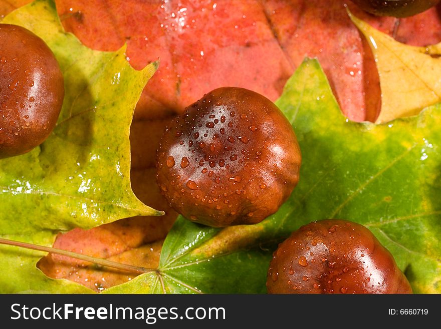 Closeup of chestnuts with raindrops (on autumn leaves). Closeup of chestnuts with raindrops (on autumn leaves)