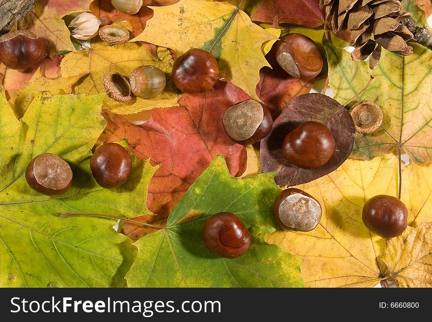 Autumn background (chestnuts, acorns and pinecones on autumn leaves)