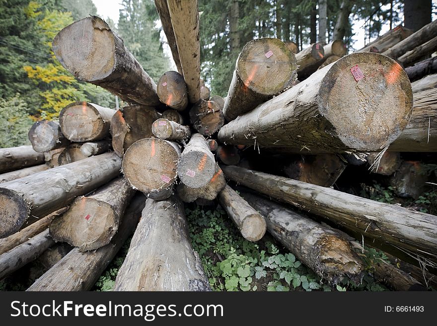 Stack of woodpiles in forest, front view