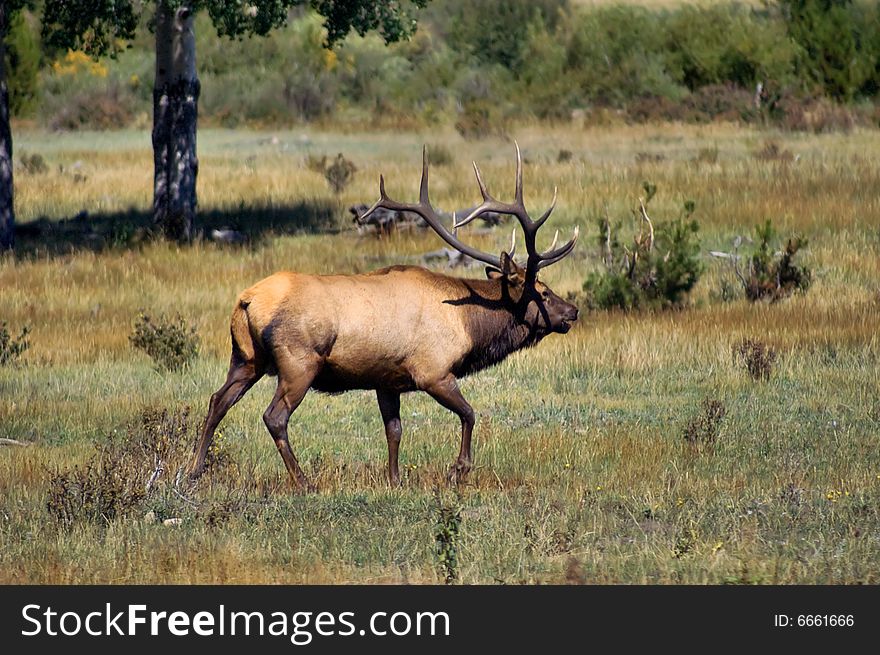 A Bull Elk chaes after his Harem during the annual Elk Rut in Colorado's Rocky Mountain National Park