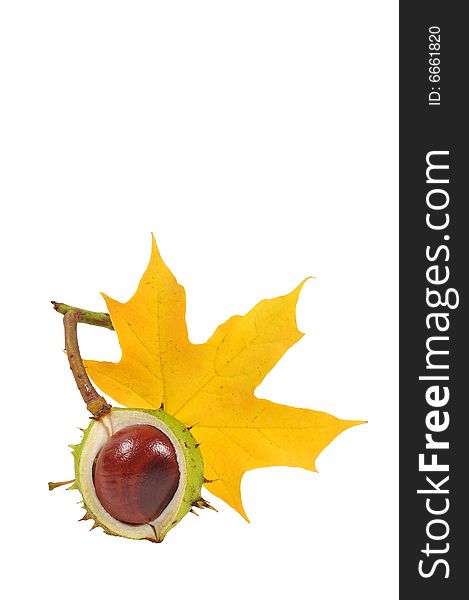 Image of conker with maple leaf. Image of conker with maple leaf
