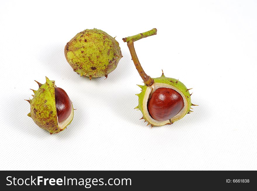 Image of three conkers on white background. Image of three conkers on white background