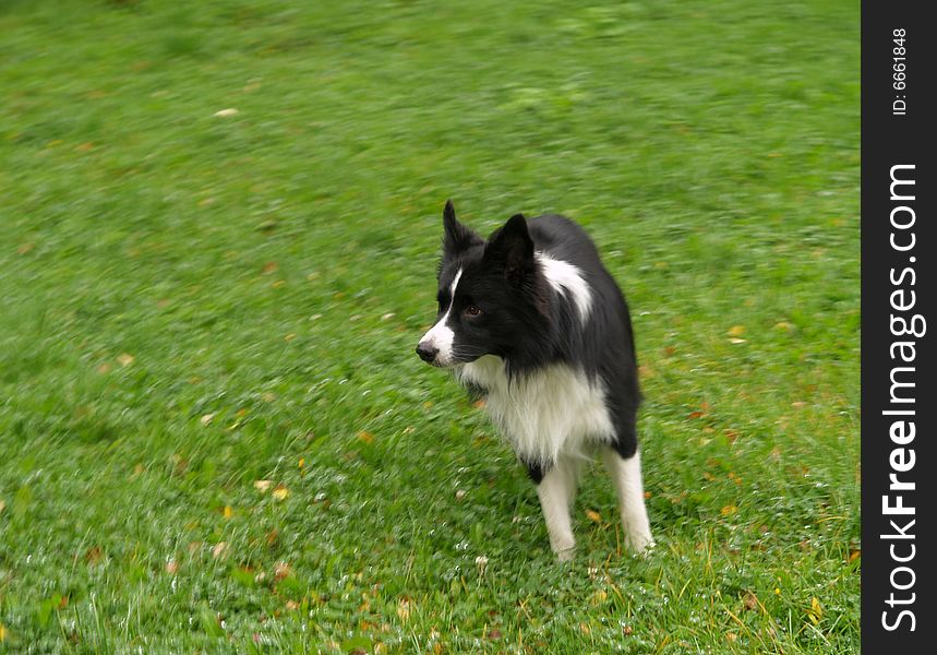 Black and white dog moving