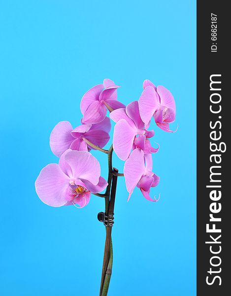 Pink flowers orchid on a blue background. Pink flowers orchid on a blue background