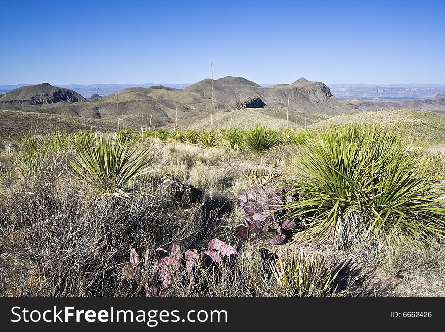 Landscape of Big Bend