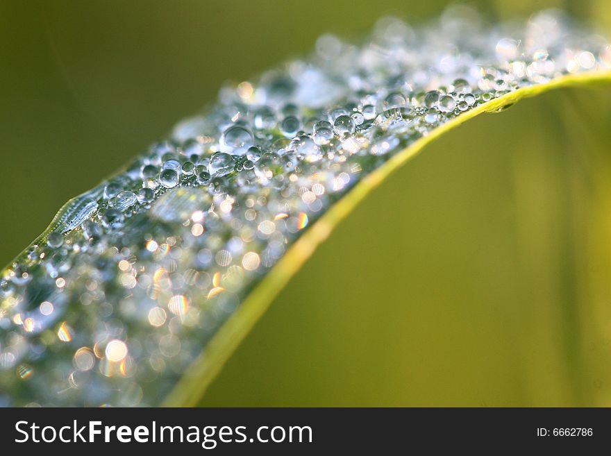 A closeup (macro) view on drops on a leaf. A closeup (macro) view on drops on a leaf