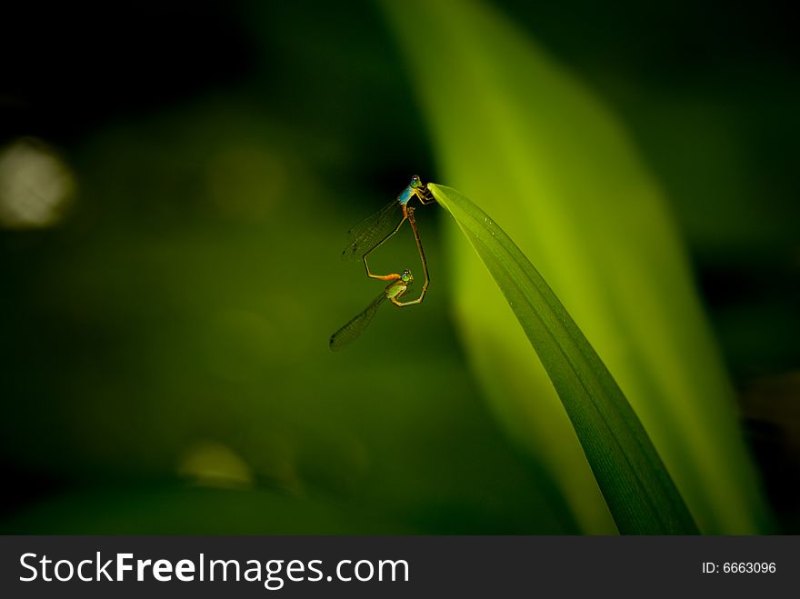 The mating damselflies. Did you see the heart shape in the picture?. The mating damselflies. Did you see the heart shape in the picture?