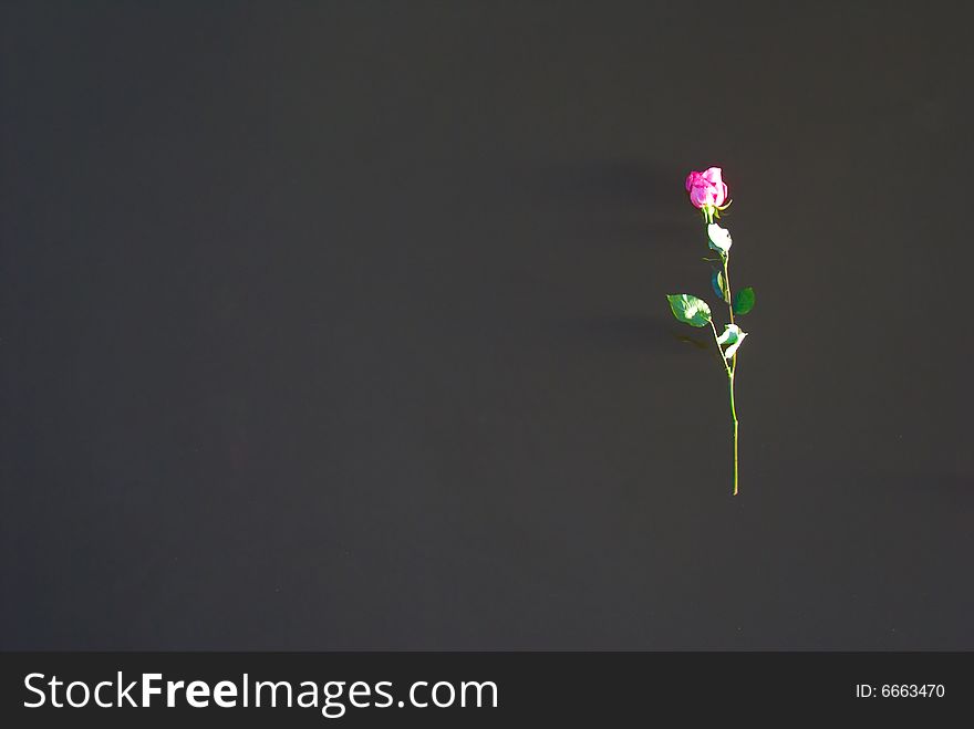 Single rose floating in water. Single rose floating in water