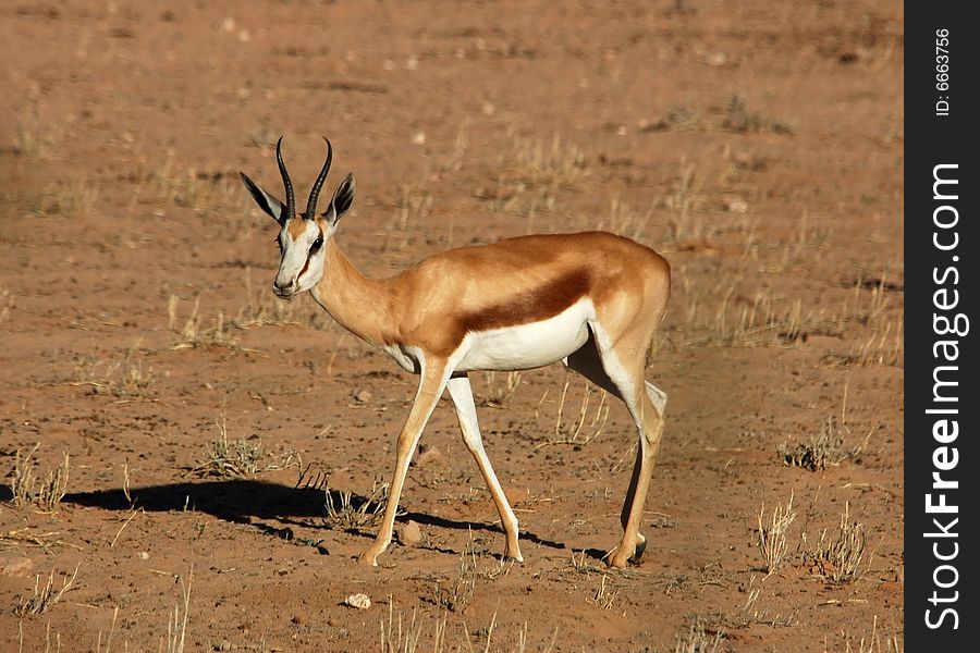 A Springbok Antelope in the Kalahari Desert, Southern Africa. A Springbok Antelope in the Kalahari Desert, Southern Africa.