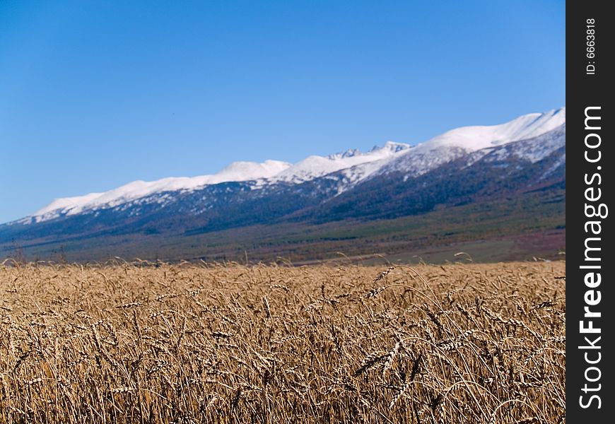 Ear of the wheat on background of the snow mountains