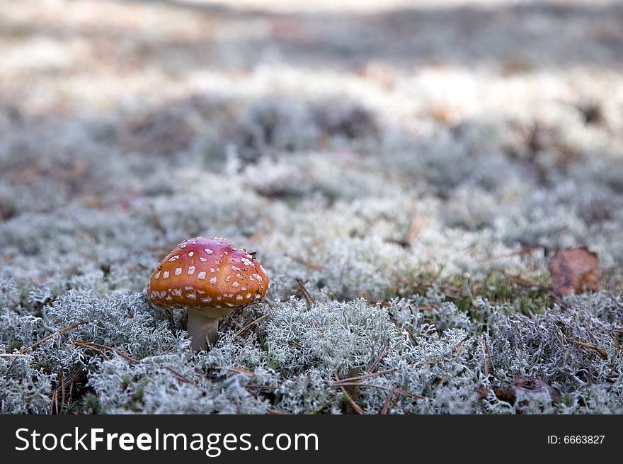 Mushroom, Red Fly Agaric