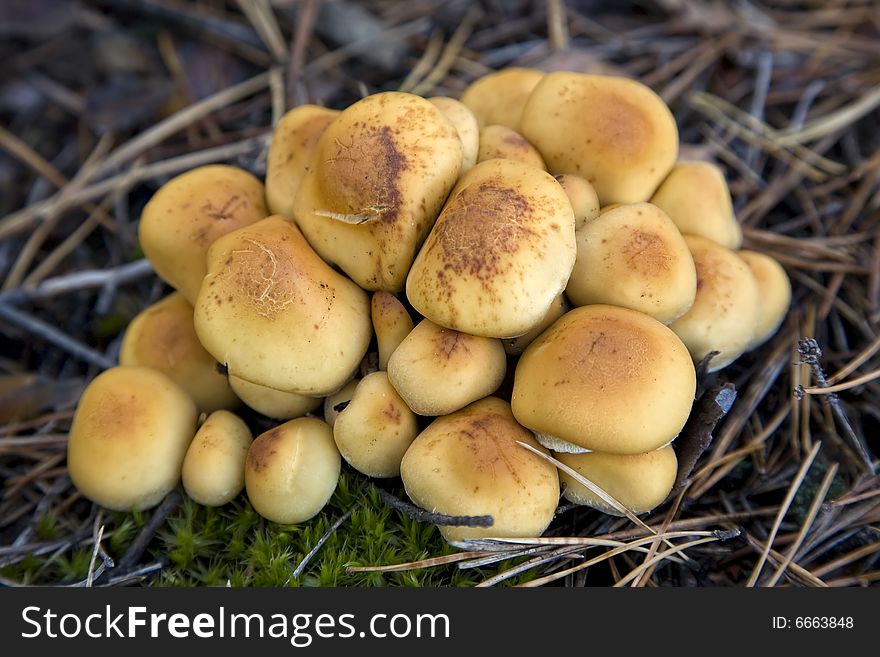 Group of mushrooms (Hypholoma fasciculare)