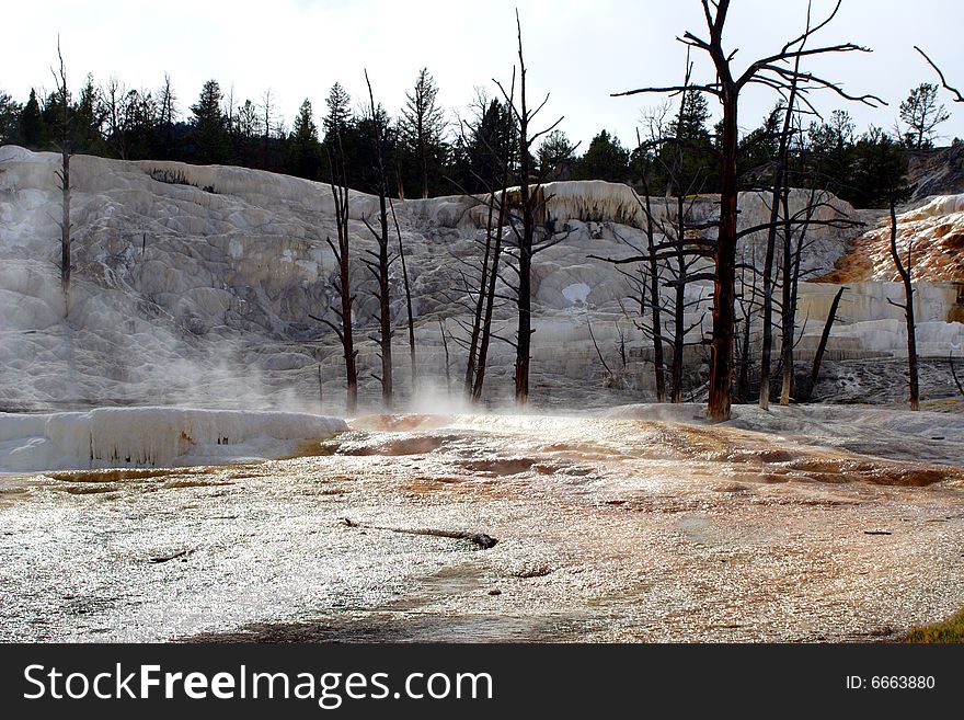 Wither woods surrounding geyser in national park, 200605, . Wither woods surrounding geyser in national park, 200605,