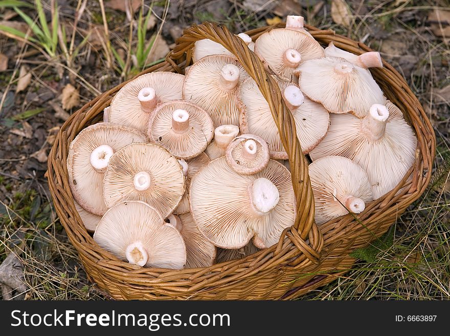 Basket, full of mushrooms( Lactarius torminosus)