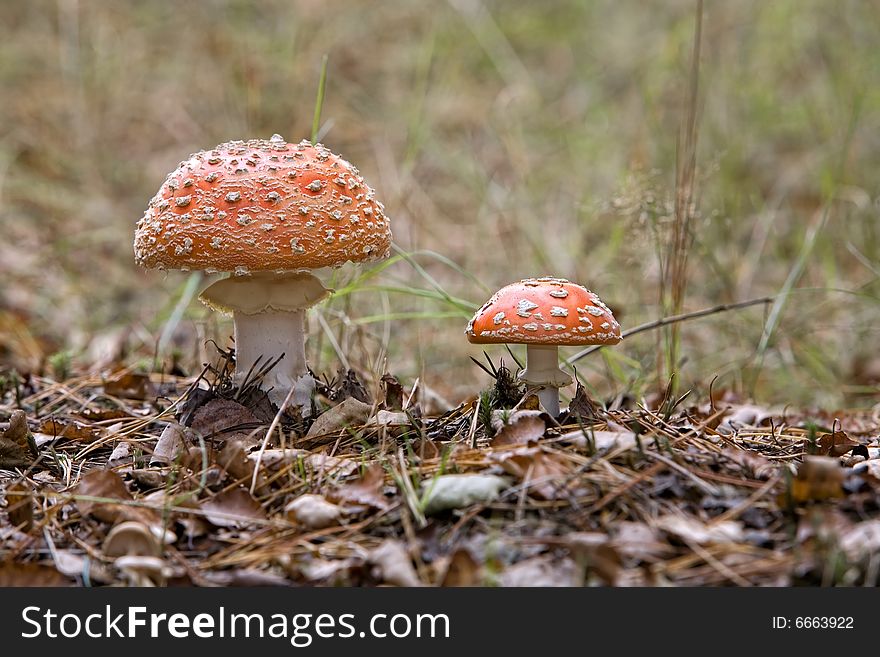 Couple of mushrooms, fly agaric (Amanita muscaria)