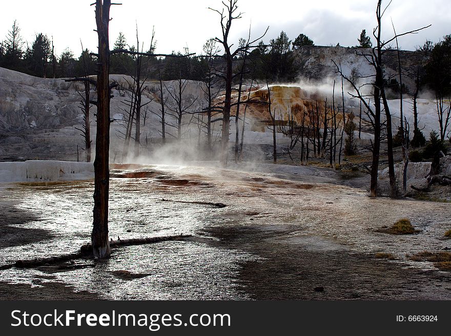 Wither woods surrounding geyser in national park, 200605,. Wither woods surrounding geyser in national park, 200605,