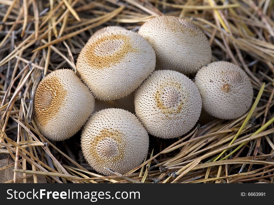 Group of mushrooms (Lycoperdon umbrinum).