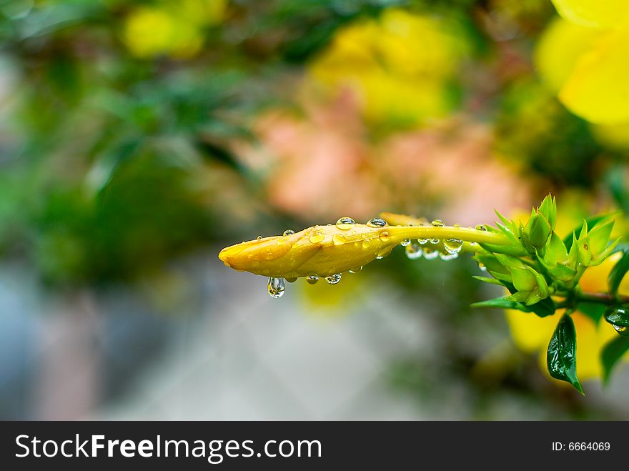 Closeup shot of a closed Yellow Allamanda (Allamanda cathartica) flower after the rain. Closeup shot of a closed Yellow Allamanda (Allamanda cathartica) flower after the rain