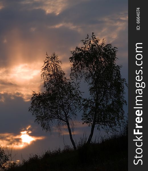 Birch on background of the sundown