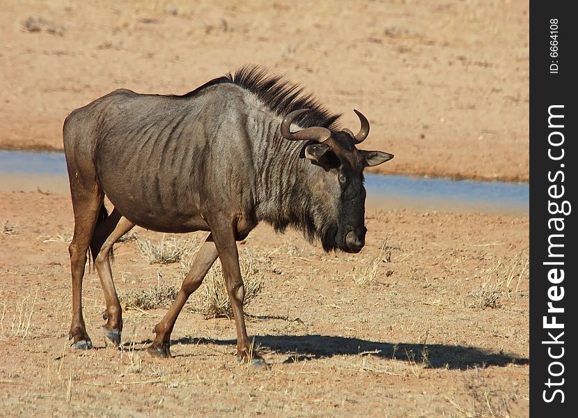 Blue wildebeest (Connochaetes taurinus) in the Kgalagadi Transfrontier Park, Kalahari desert, Southern Africa