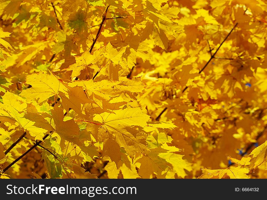 Autumn leaves background in sunny day