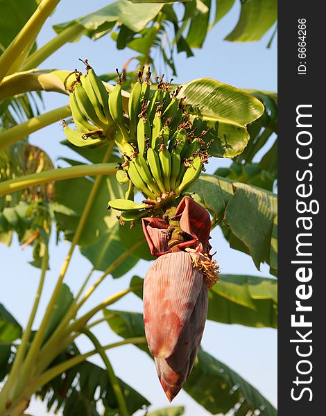 Banana flower and bunch bananas