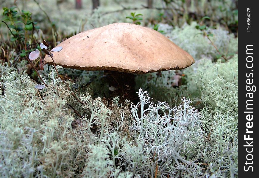 Close-up of the mushroom brown cap boletus