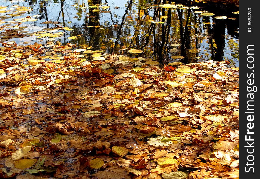 Pond with autumn leaves