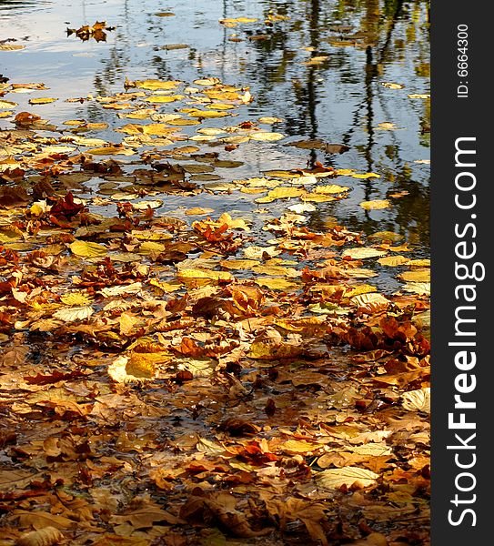 Pond with yellow autumn leaves. Pond with yellow autumn leaves