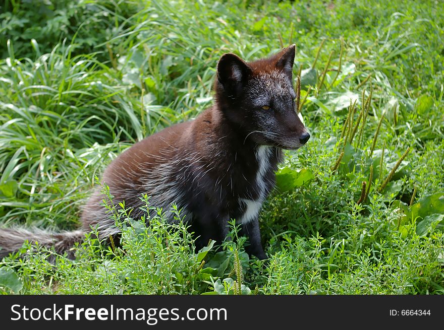 Young arctic fox (Alopex lagopus)