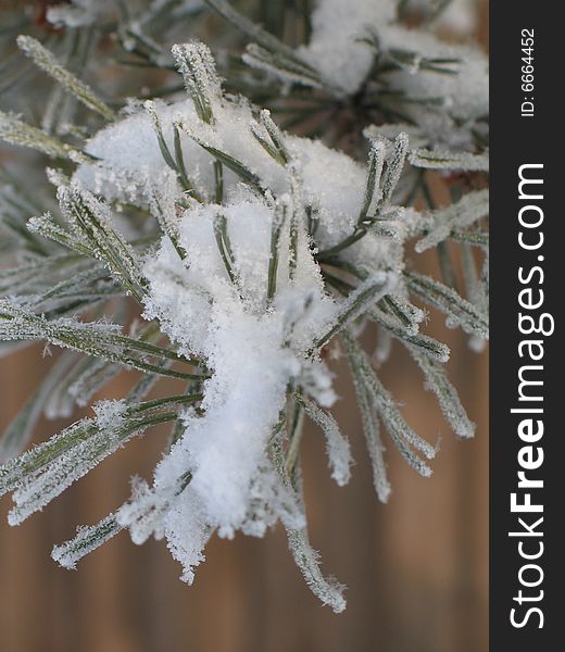 Snow flakes on a branch