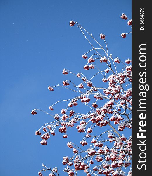 Frosted berry tree