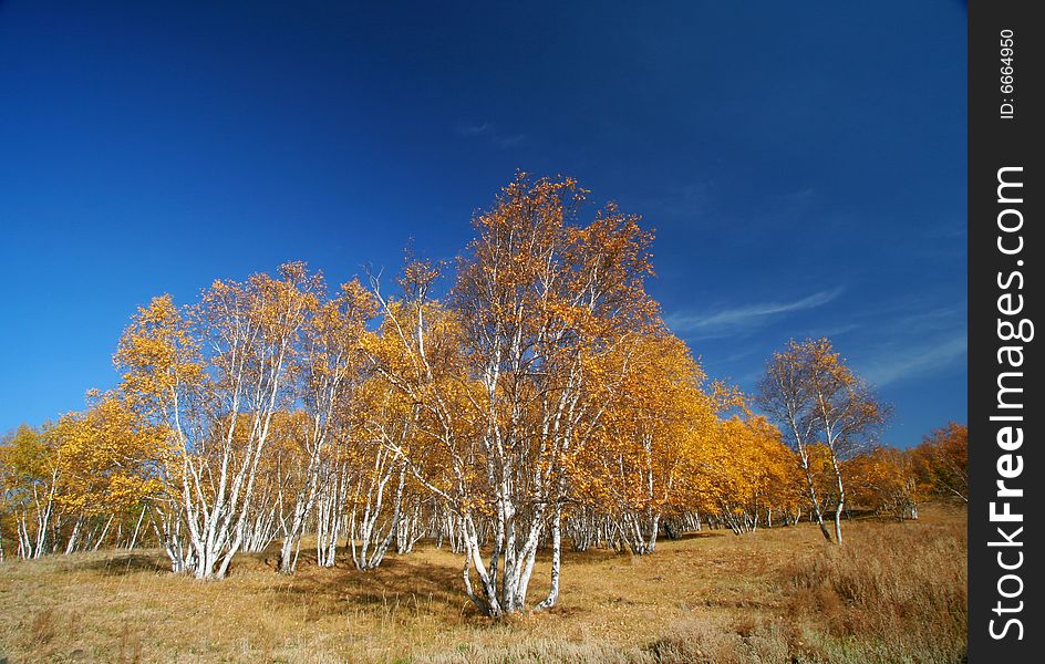 The silver birch is very engaging in fall