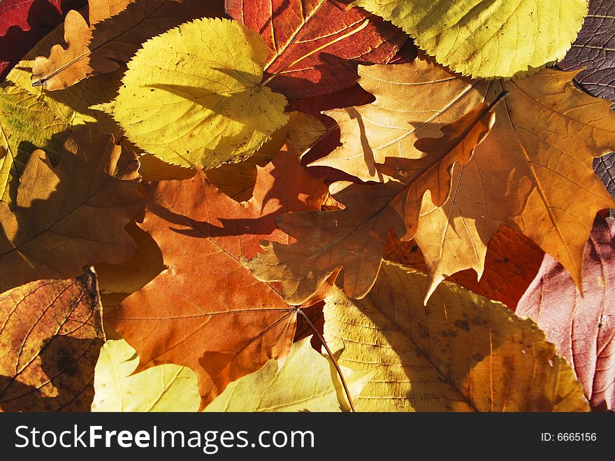 Carpet of leafs of different trees