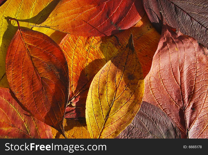 Carpet of cotoneaster’s leafs. Carpet of cotoneaster’s leafs