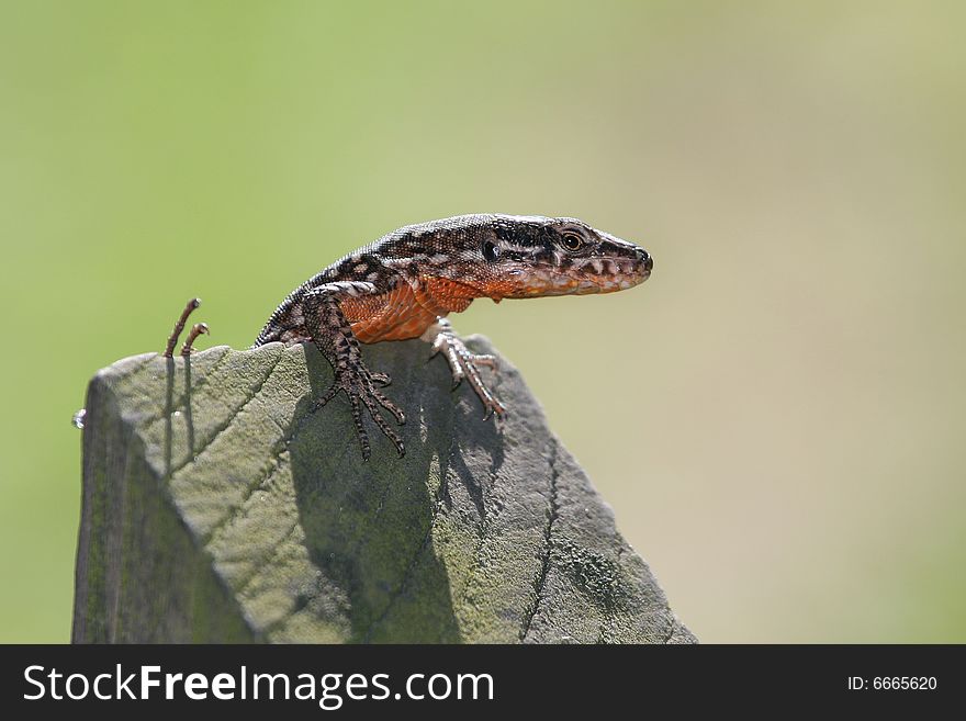 A lizard above a wood
