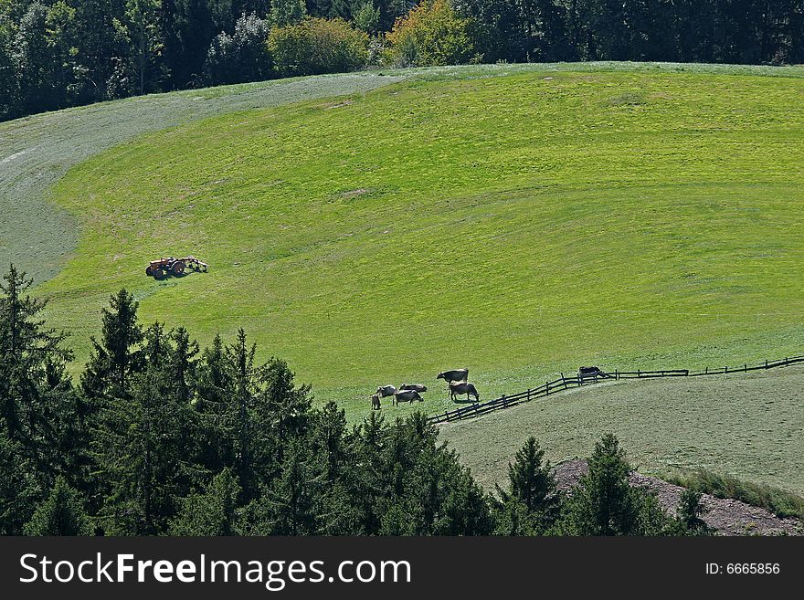 Green Lawn and tree for background - italy sudtirol alto adige