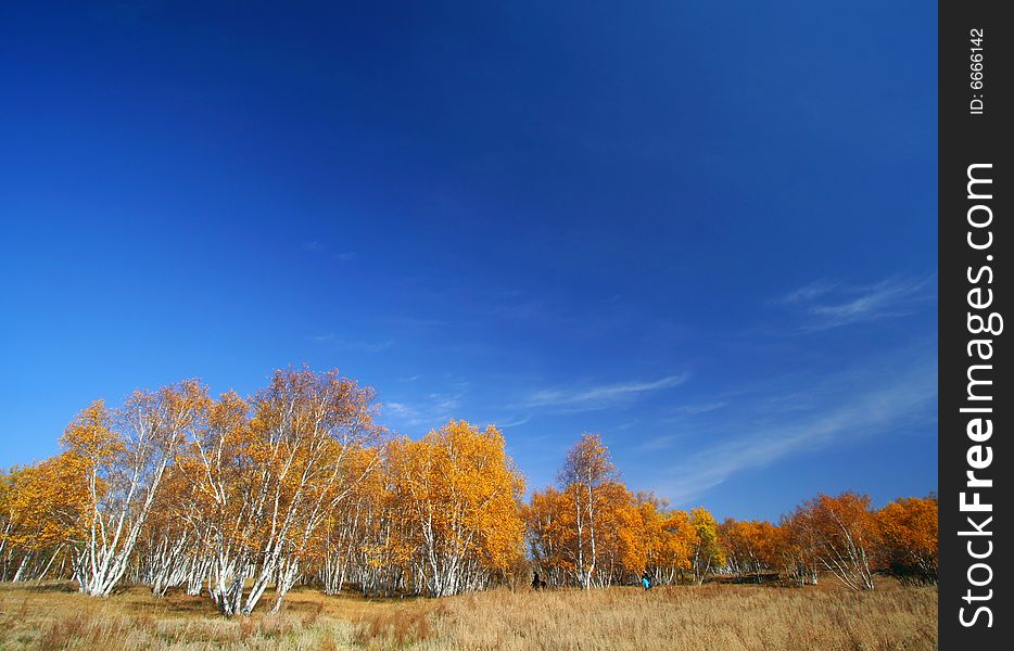 Deep blue sky and golden trees. Deep blue sky and golden trees