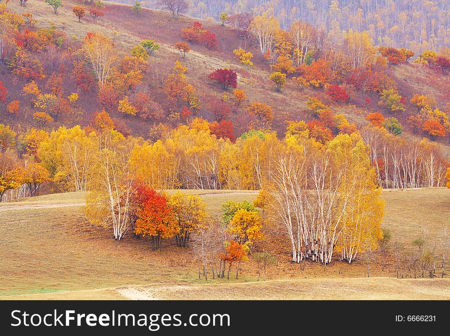 Many golden trees in the hill. Many golden trees in the hill