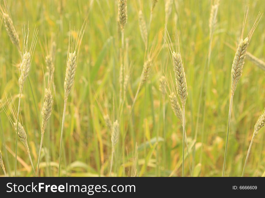 Photo of wheat growing in field. Photo of wheat growing in field