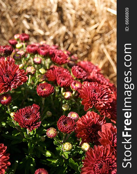 Budding burgundy colored mums in morning sun with hay out of focus in background. Budding burgundy colored mums in morning sun with hay out of focus in background