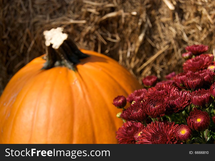 Burgundy Mums And Pumpkin Display