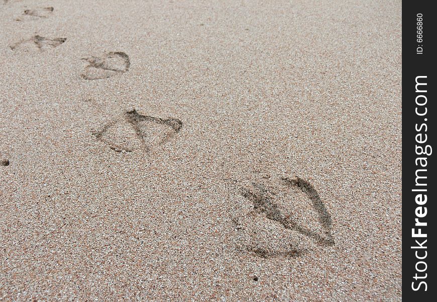 Footprint in the golden sand